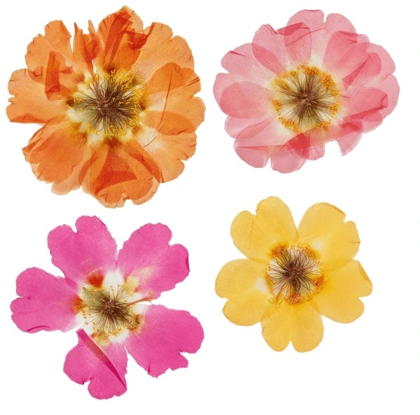 DIY Flower Pressing